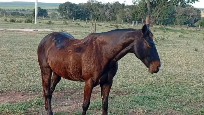 Égua laço comprido valor 6 mil