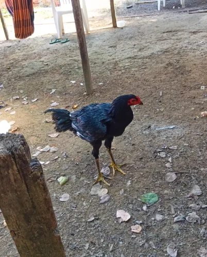 Frango indiano