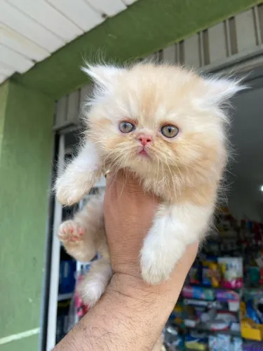 Filhote gato Persa disponivel macho