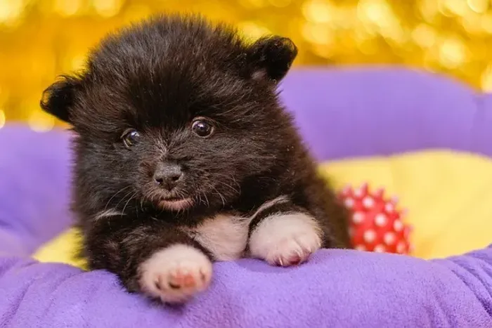 Filhote de Lulu da Pomerânia O Pequeno Companheiro Para Seu Lar