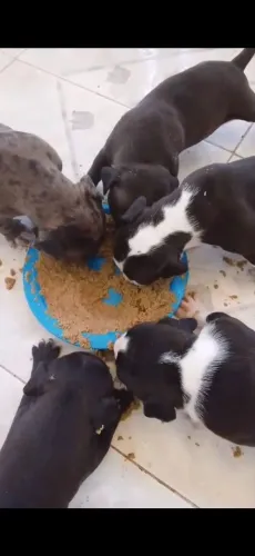 Filhotes de pit bull