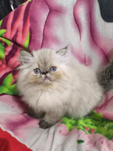 Vendo gatinhos persas lindos 2 meses