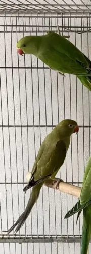 Gaiola