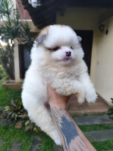 Lulu da Pomerânia filhote