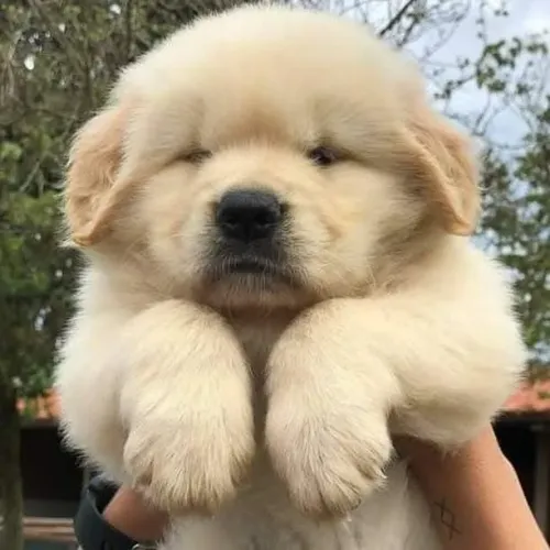 Filhotes de Golden retriever | Filhotes que encantam à primeira vista