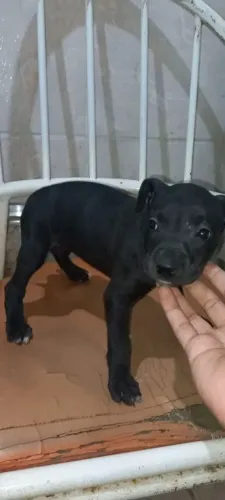 Filhote de pitbull 