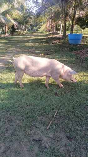 Porco de raça, piatram com landras.