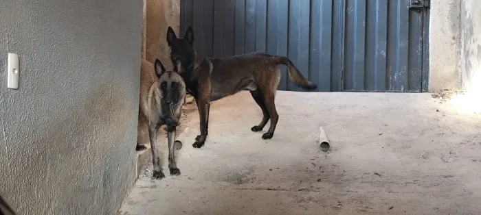 Pastor belga malinois Reprodutor