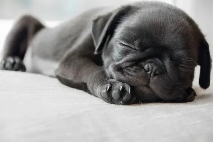 Pug O Filhote Mais Fofo Para Seu Amor