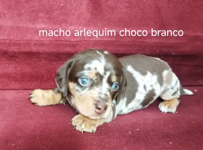 Daucshund salchicha Basset macho e fêmea arlequim chocolate com branco
