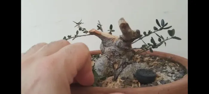 Bonsai de oliveira