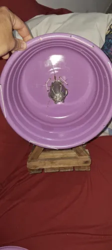 Ralador de coco automático