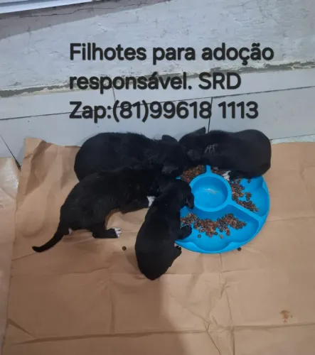 FILHOTES PARA ADOÇÃO 