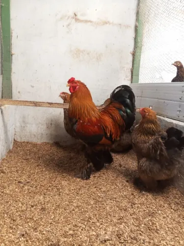 Casal Brahma Perdiz