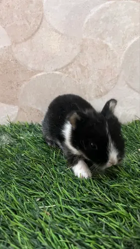 Mini anão 
