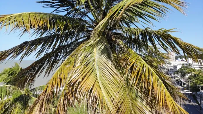 Pessoa que suba em pé de coco, necessário peia