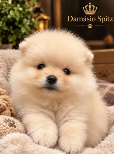 Lulu da pomerânia/spitz Alemão/otima genética