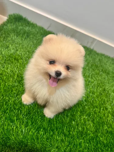 Lulu-da-pomerânia