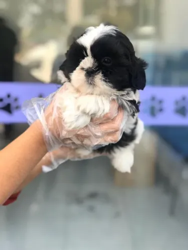 Shih Tzu com Garantia de Saúde e Contrato de Compra e Venda Seguro