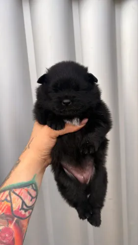 Spitz alemão anão com pedigree
