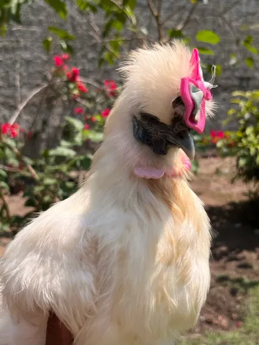 Peru é galinha sedosas