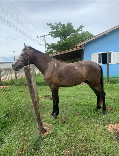 Cavalo mangalarga tordilho (marcha batida)