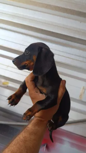 Vendo filhote de Cofap (salchicinha).