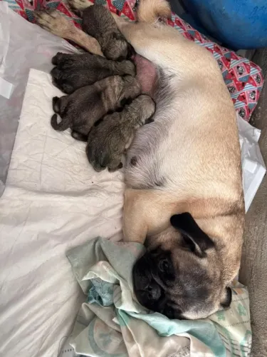 Pug - Reserva Filhotes 
