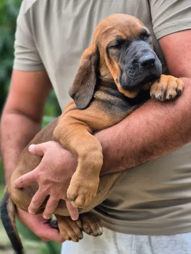 FILHOTES DE FILA BRASILEIRO DISPONÍVEIS!