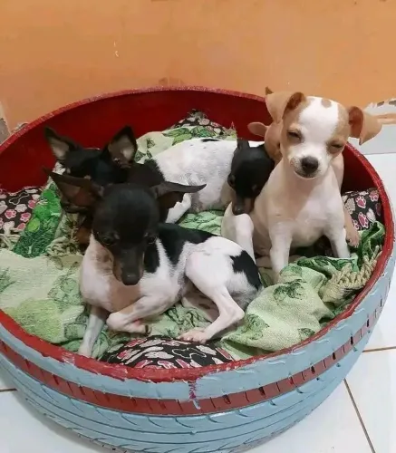 Pinscher zero zero