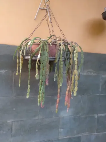 Planta Flor de Maio