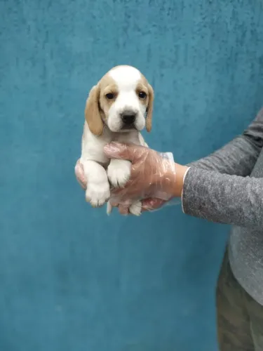 Beagle: Alegria que Vem com Segurança
