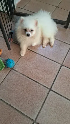 Casal de lulu da pomerânia anões 7 meses