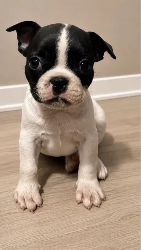 Vende-se buldogue francês fêmea já vacinada 