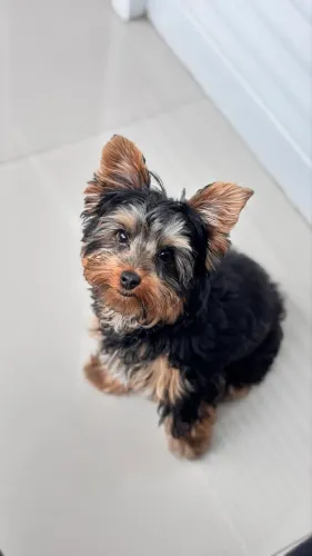 Yorkshire Terrier