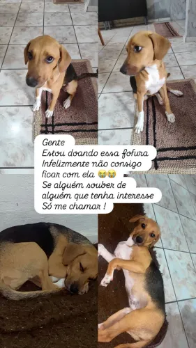 Estou doando essa cachorrinha fêmea filhote 