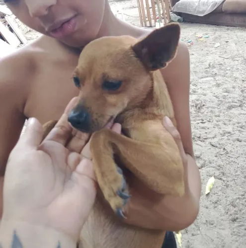 Vendo pinscher de 1 ano