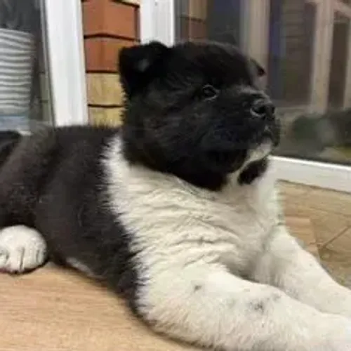 Akita Inu,Akita Inu Filhote Linda Linhagem Disponível