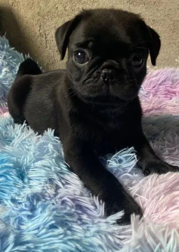 Pug carinha engraçada que conquista todo mundo