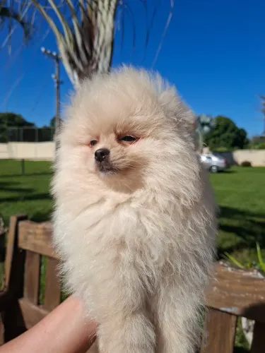 Lindo bebê spitz alemão 