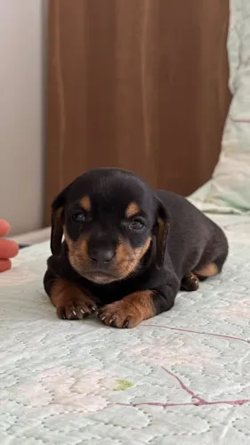 Dachshund/Cofap /Salsicha