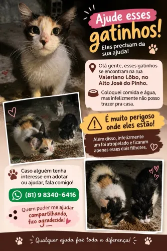 Gatos adoção responsável 