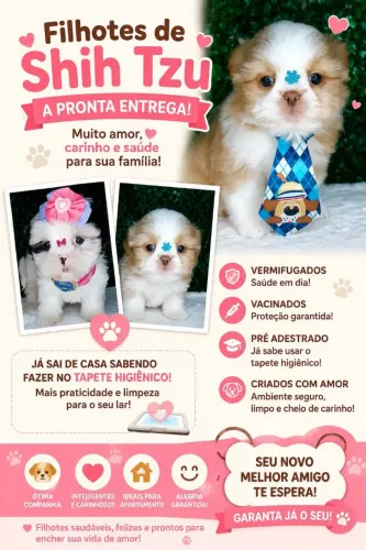 Filhotes de shithzu disponível