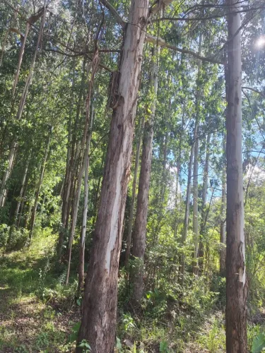 Vendo Àrea de terra Reflorestada