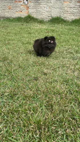 Lulu da Pomerania fêmea