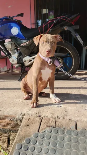 Vendesse filhotes de pitbull 