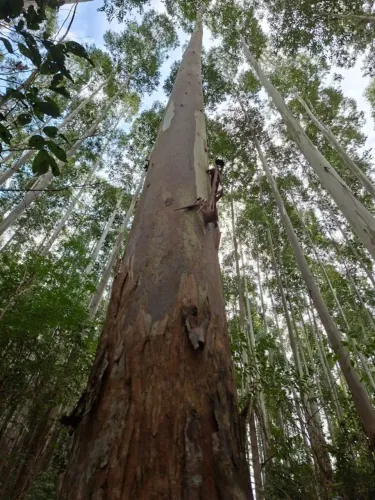 Terreno de 12,2 ha, com Floresta de Eucalipto Grandys