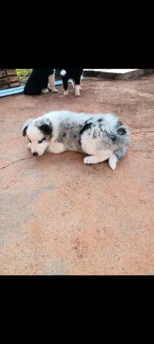 Cachorro boder collie puros de linhagem 