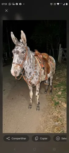 Burro pelagem diferente