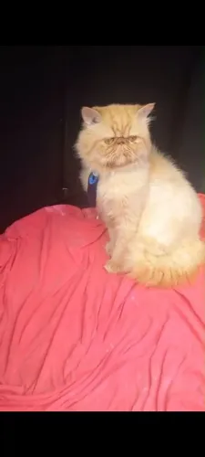 GATO PERSA MACHO LARANJA PURO DISPONÍVEL PARA CRUZAR